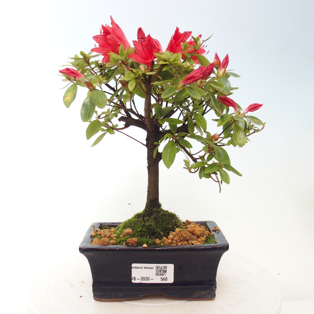 Outdoor bonsai - Japanese azalea - Azalea sp.