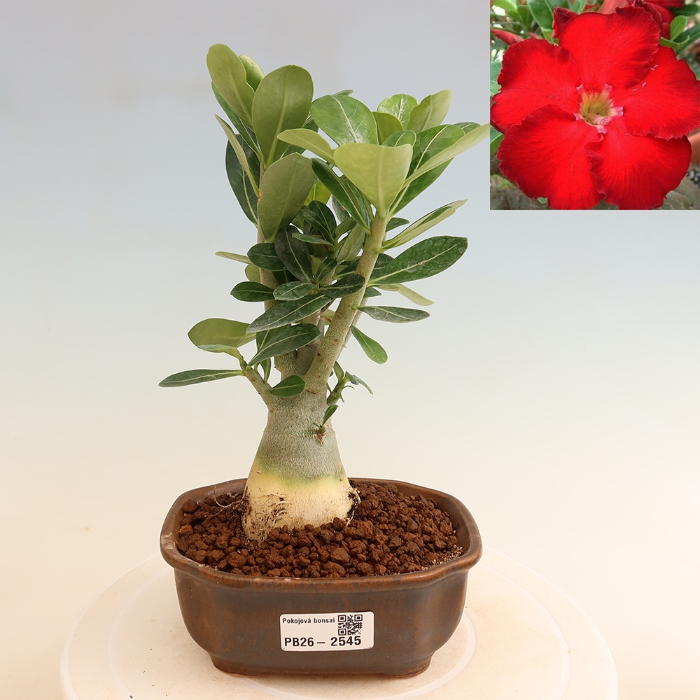 Indoor Bonsai - Adenium obesum Red Star - Desert Rose