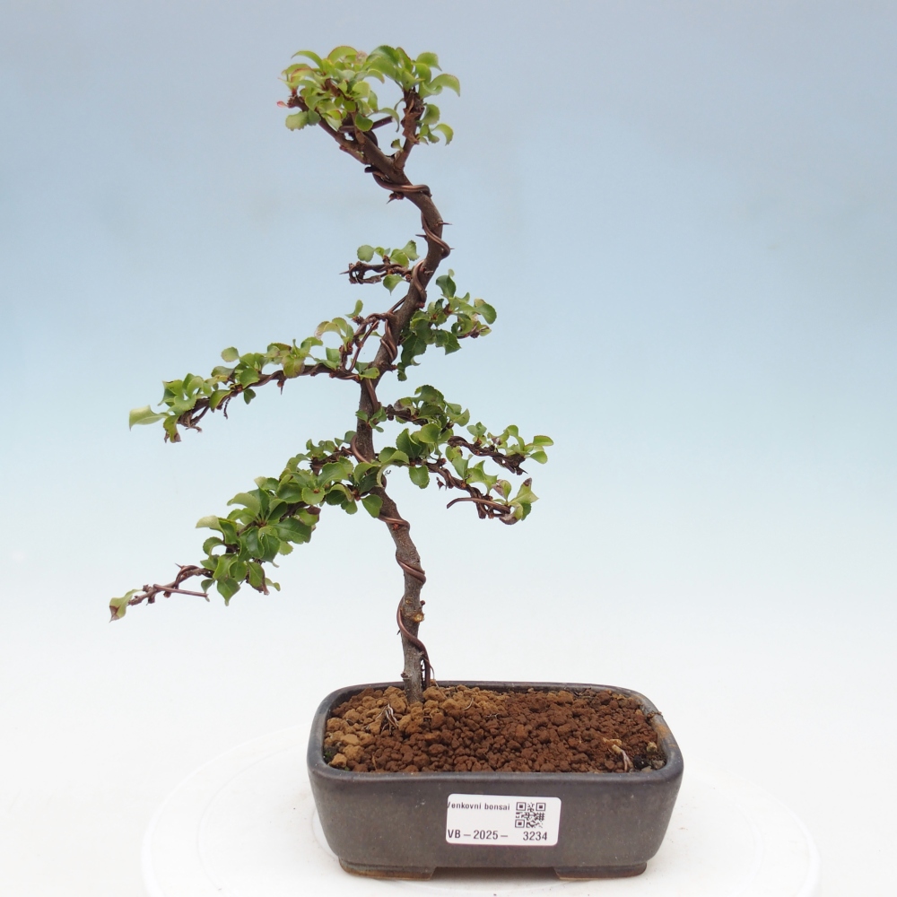 Outdoor bonsai - Chaenomeles with. Red Joy - Quince