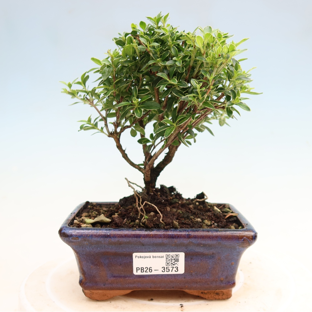 Indoor Bonsai - Serissa foetida Variegata - Tree of a Thousand Stars