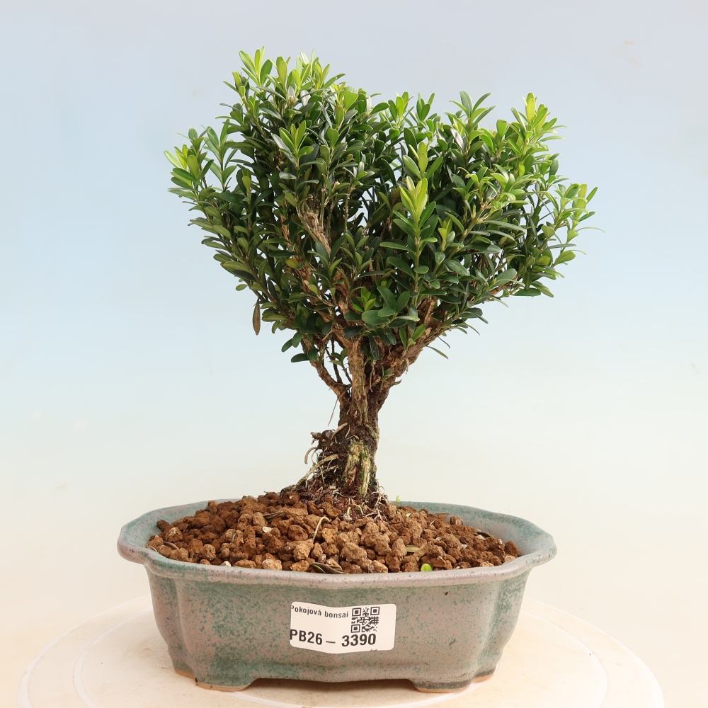 Room bonsai - Buxus harlandii - cork buxus
