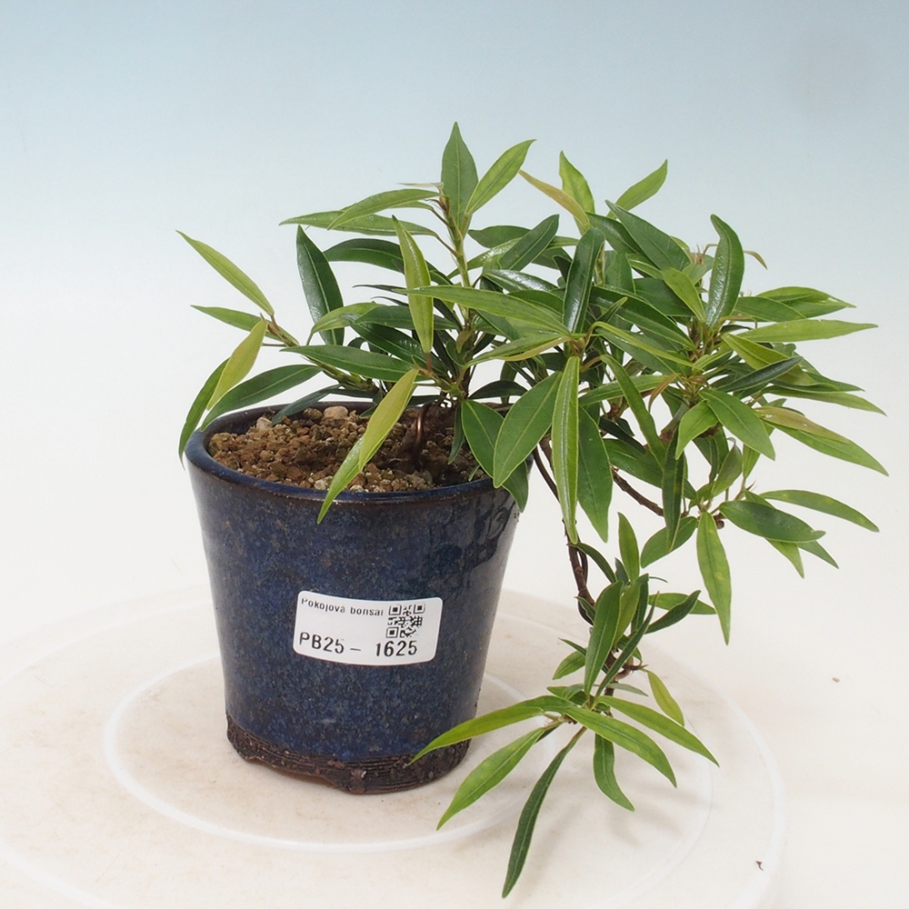 Indoor bonsai - Ficus nerifolia - small-leaved ficus