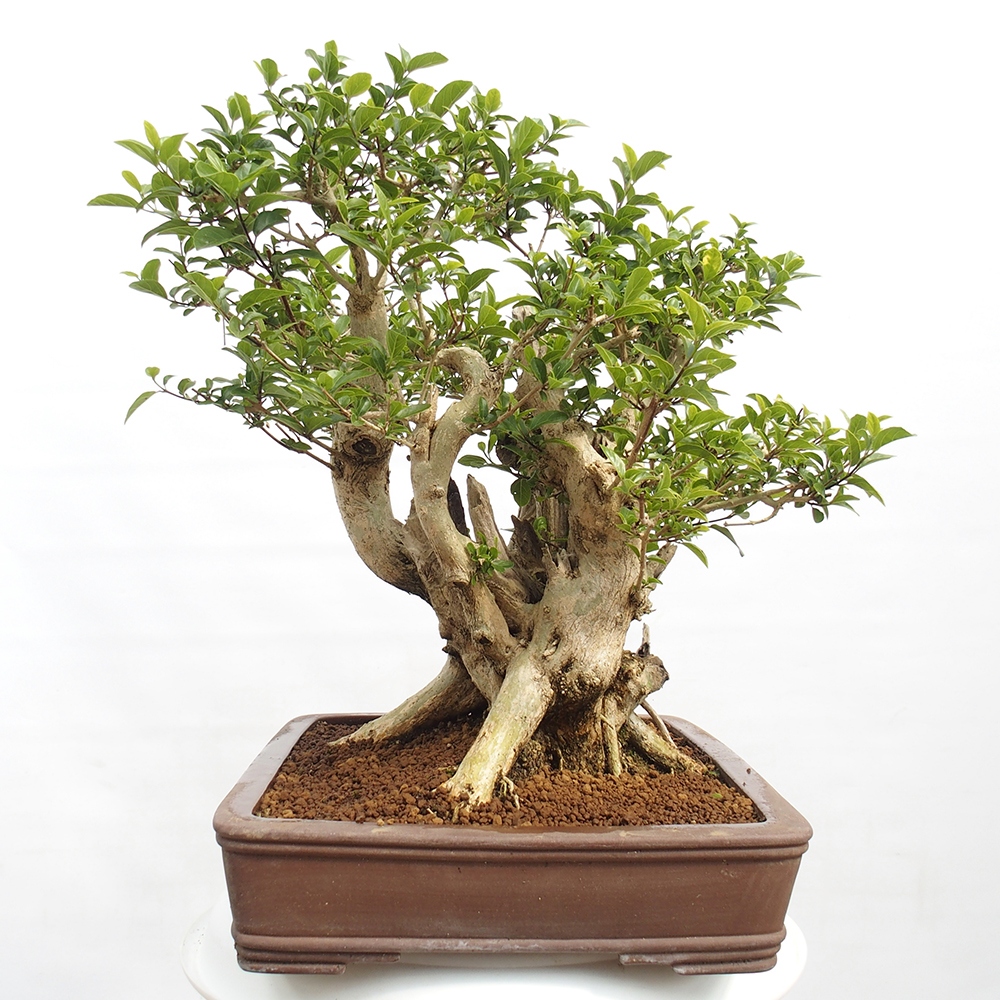 Indoor bonsai - Premna serratifolia - Kozlovon small-leaved