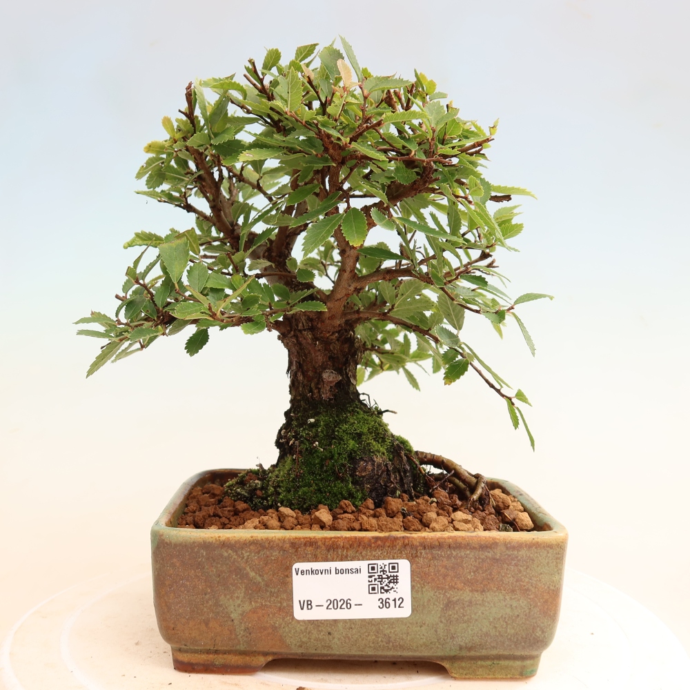 Outdoor bonsai - Zelkova - Zelkova NIRE