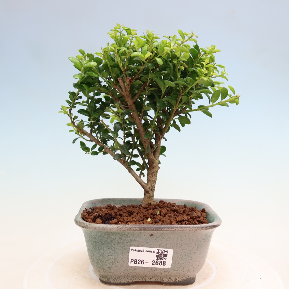 Room bonsai - Ilex crenata - Holly