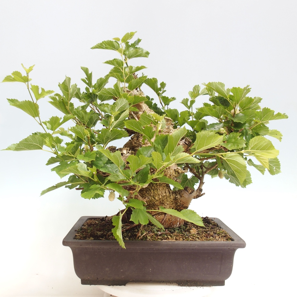 Outdoor bonsai - Morus alba - mulberry