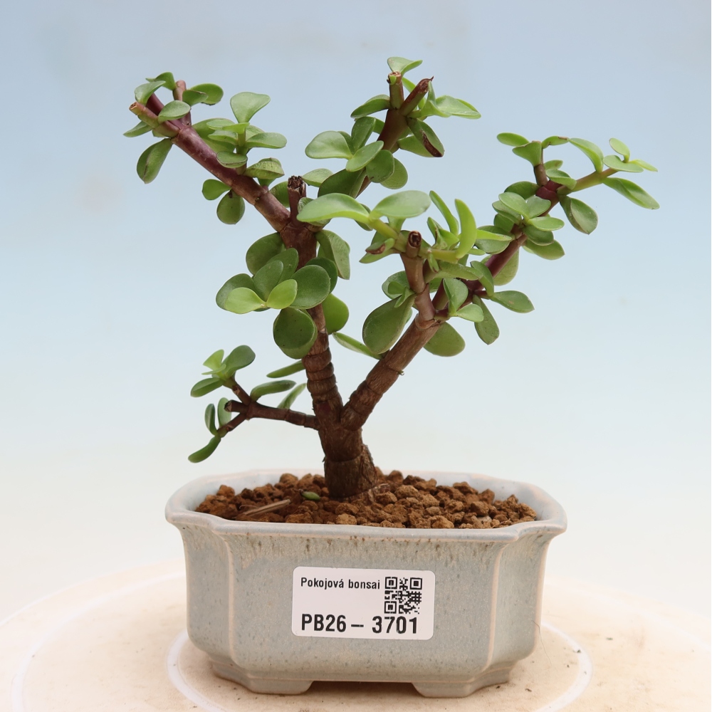 Room bonsai - Portulakaria Afra - Tlustice