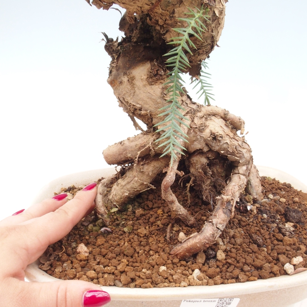 Room bonsai - Araukarie - room spruce