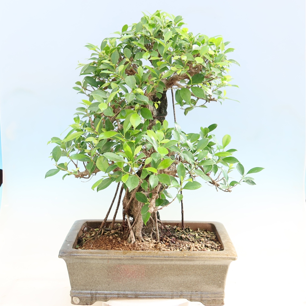 Room bonsai - Ficus kimmen - small-leaved ficus