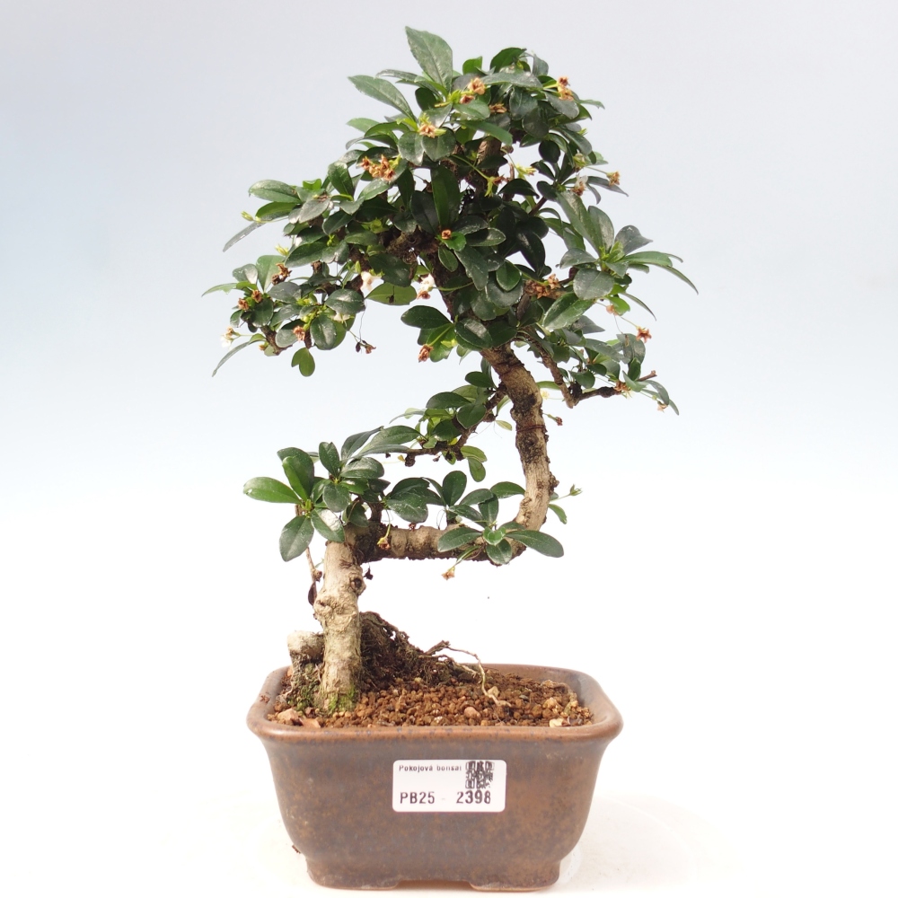 Indoor bonsai - Carmona macrophylla - Fuki tea