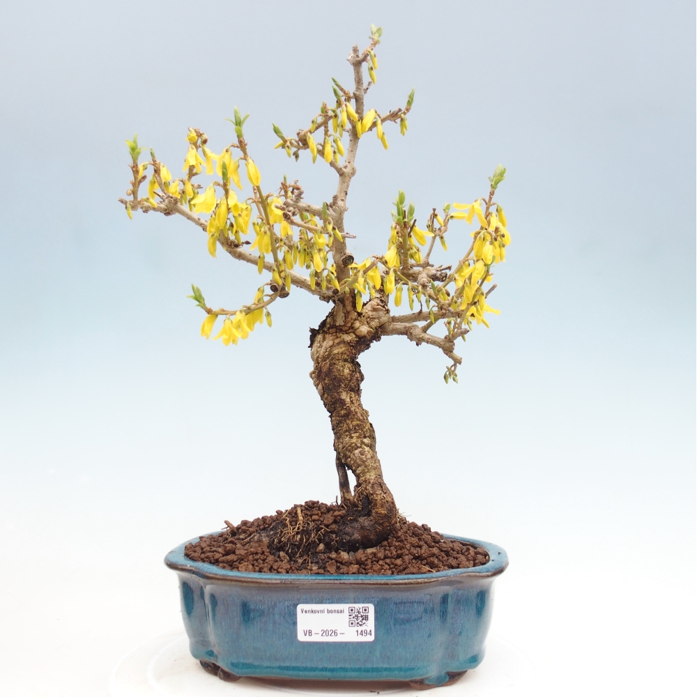 Outdoor bonsai - Zlatice - Forsythia koreana