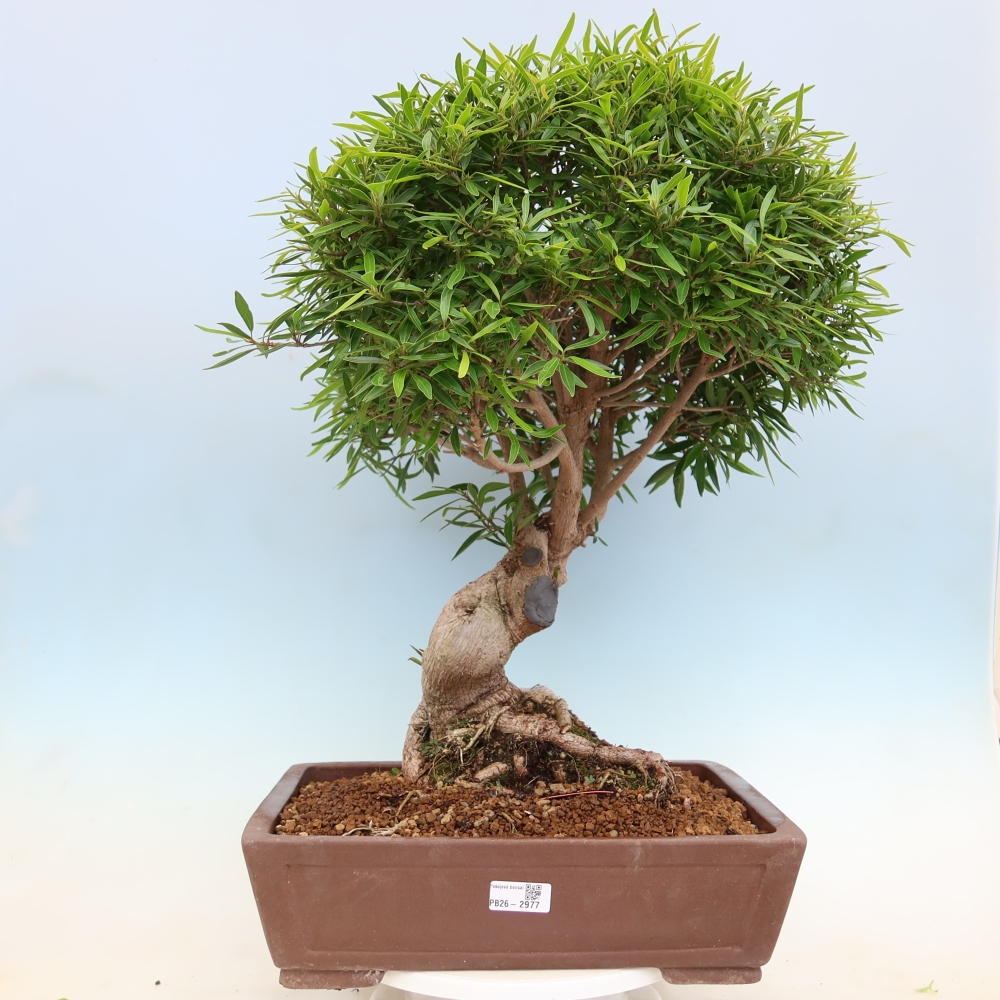 Room bonsai - Ficus nerifolia - small-leaved ficus