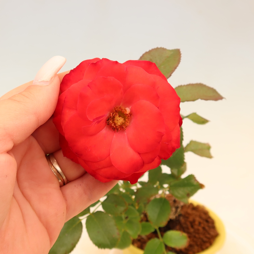 Outdoor Bonsai - Rosa Kordes - Rose