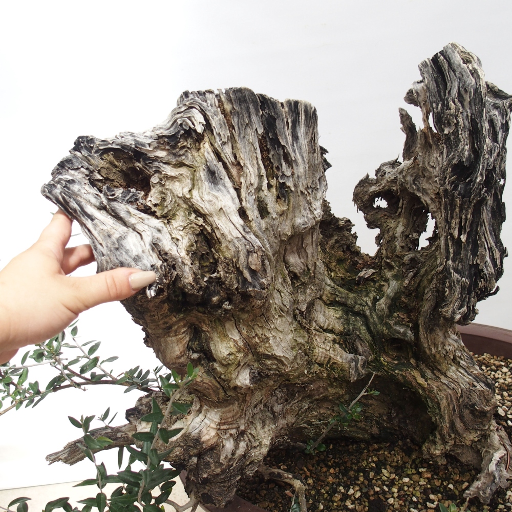 Indoor bonsai - Olea europaea sylvestris - European small-leaved olive oil