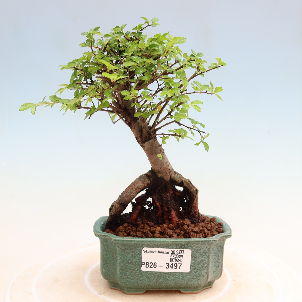 Room bonsai - Ulmus parvifolia - Small-leaved elm
