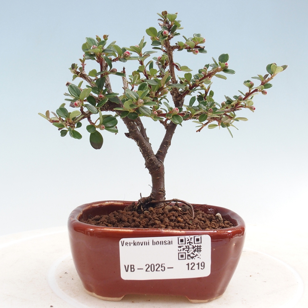 Outdoor bonsai - Cotoneaster horizontalis - Rock tree