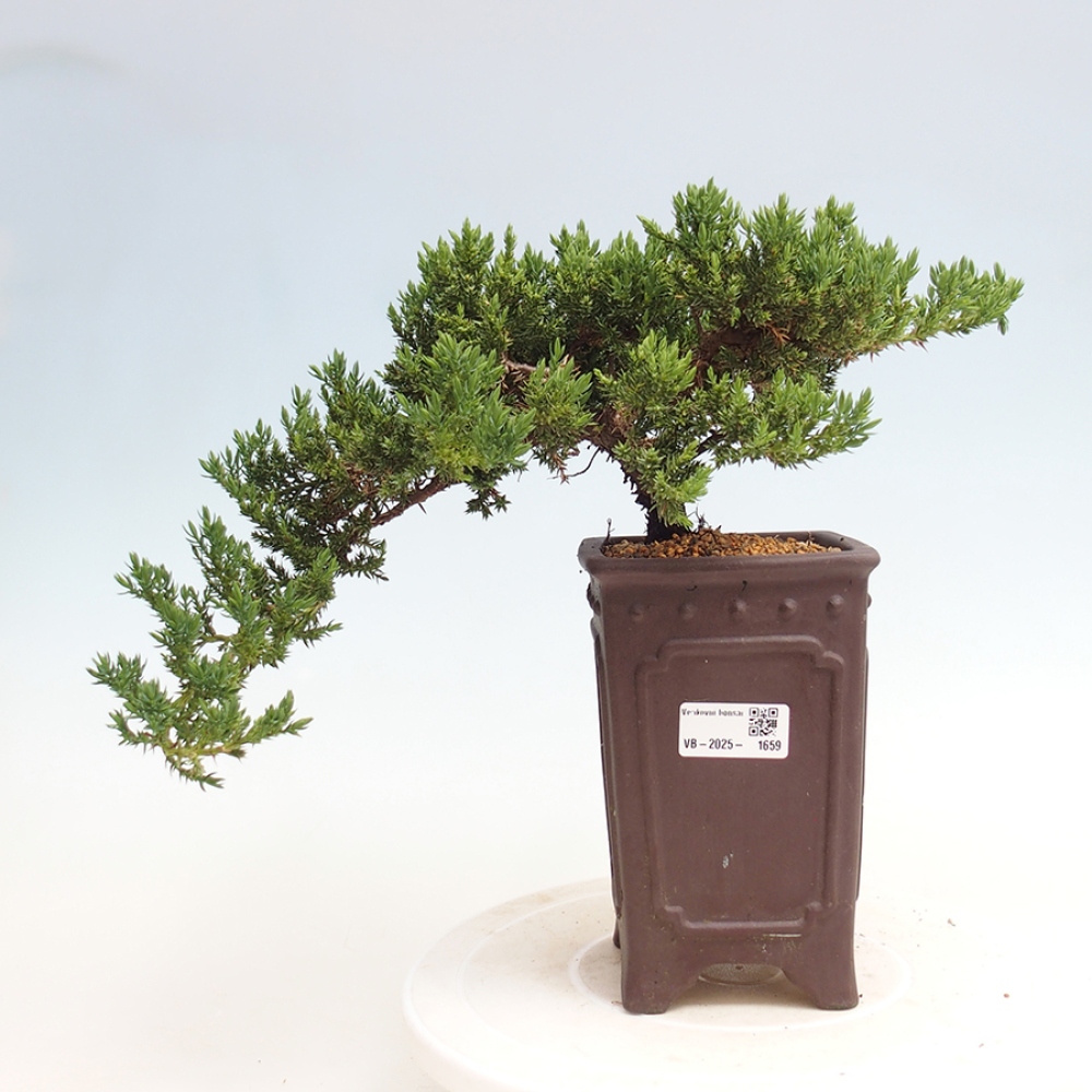 Outdoor bonsai - Juniperus procumbens - Prostrate Juniper