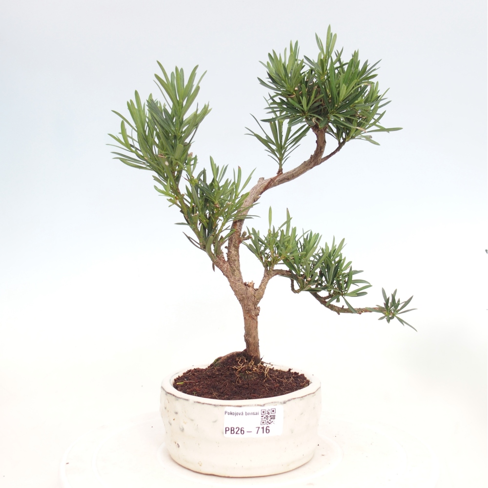 Room bonsai - Podocarpus - Stone Yew