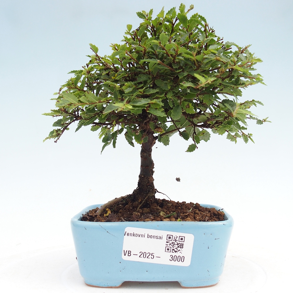Outdoor bonsai - Ulmus parvifolia Sagei - Small-leaved elm