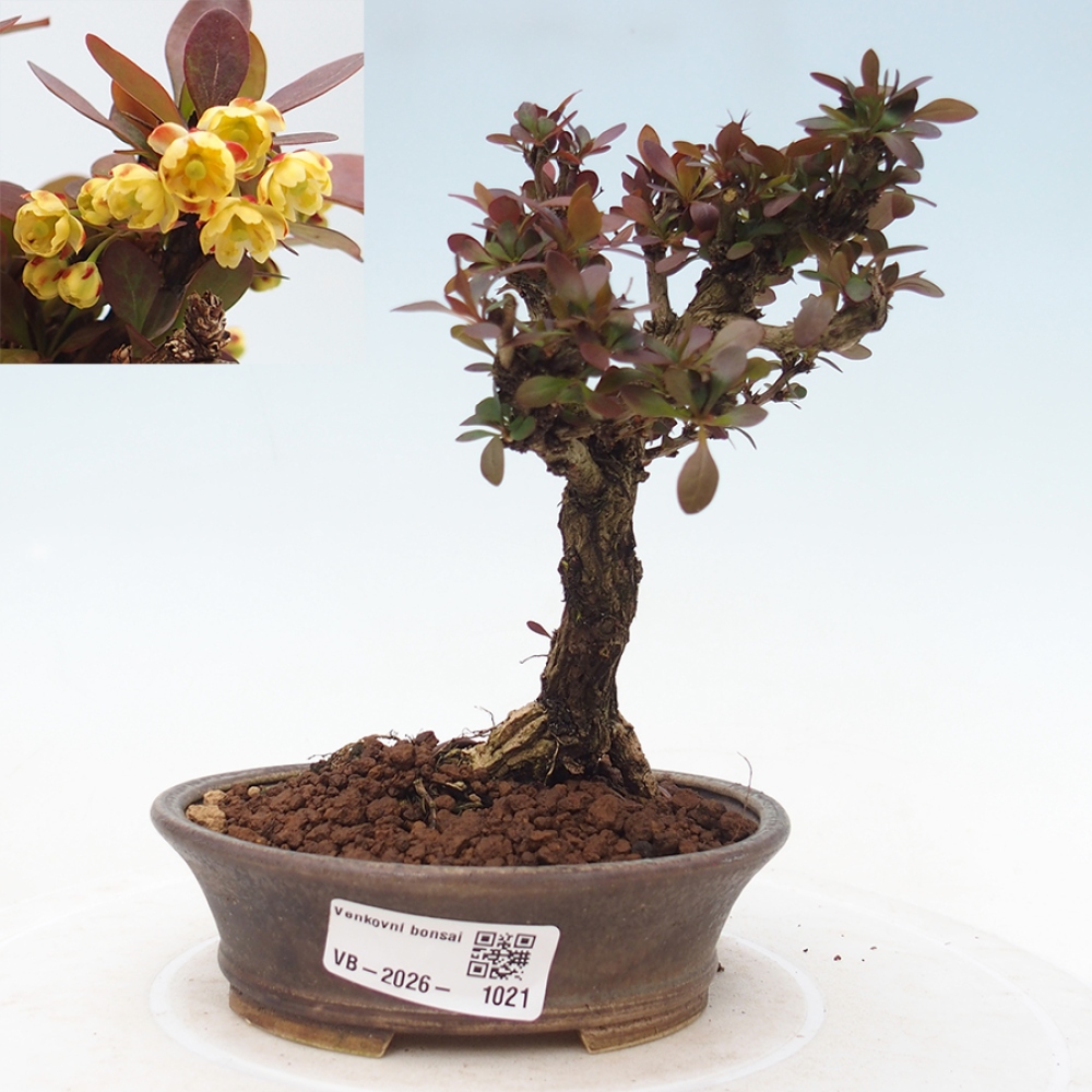 Outdoor bonsai - Berberis Thunbergii Bagatelle