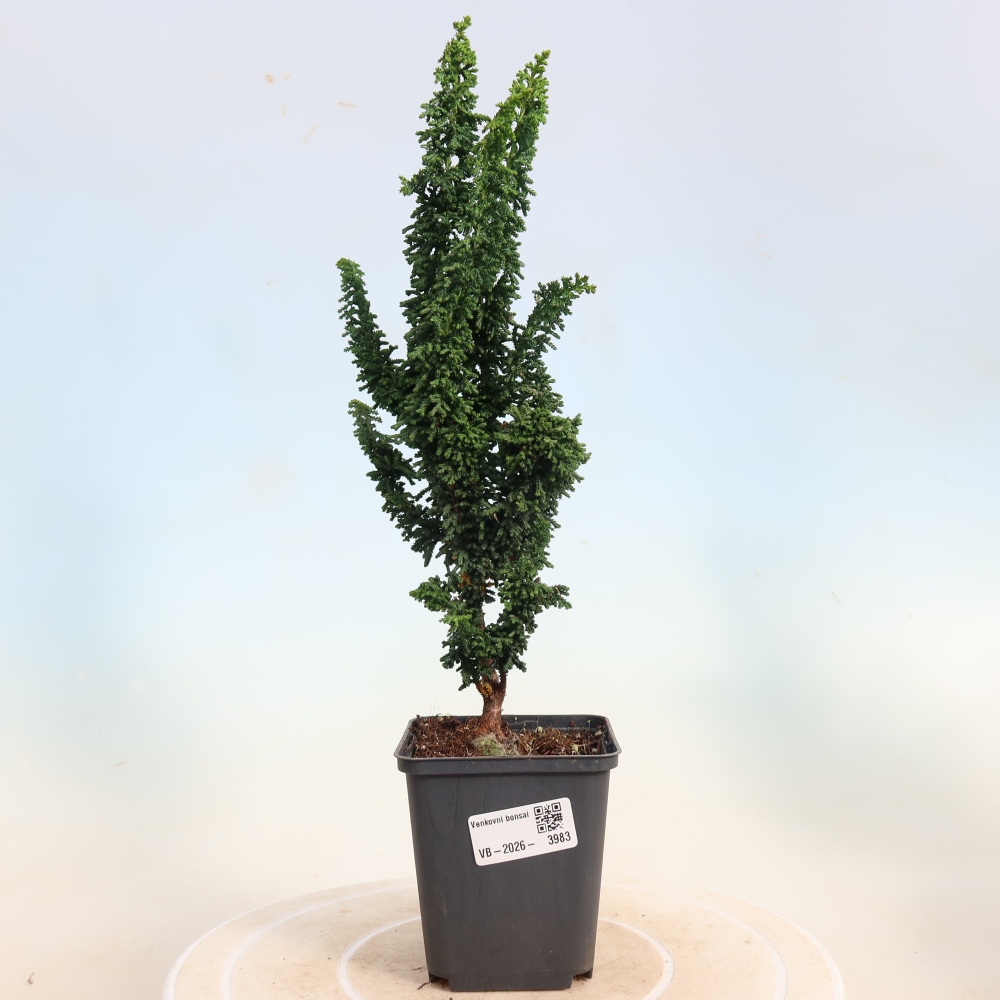 Outdoor bonsai - Cham. obtusa SEKKA HINOKI - Cypress