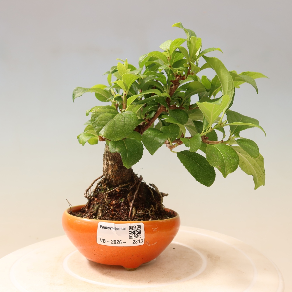 Outdoor bonsai - Celastrus orbiculatus