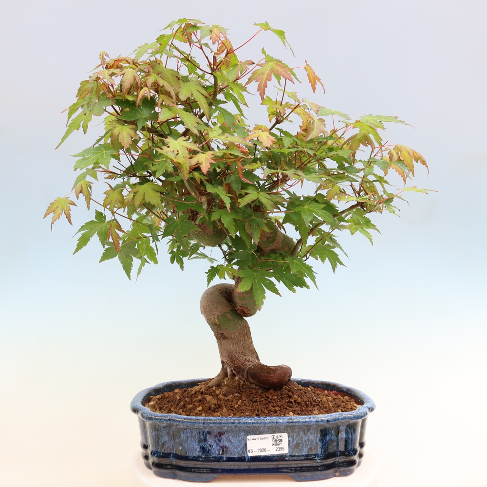 Outdoor bonsai - Maple Burger - Acer Burgerianum