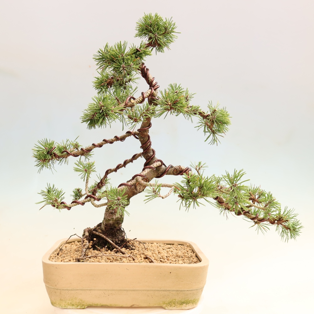Outdoor Bonsai - Pinus mugo Humpy  - Mountain Pine