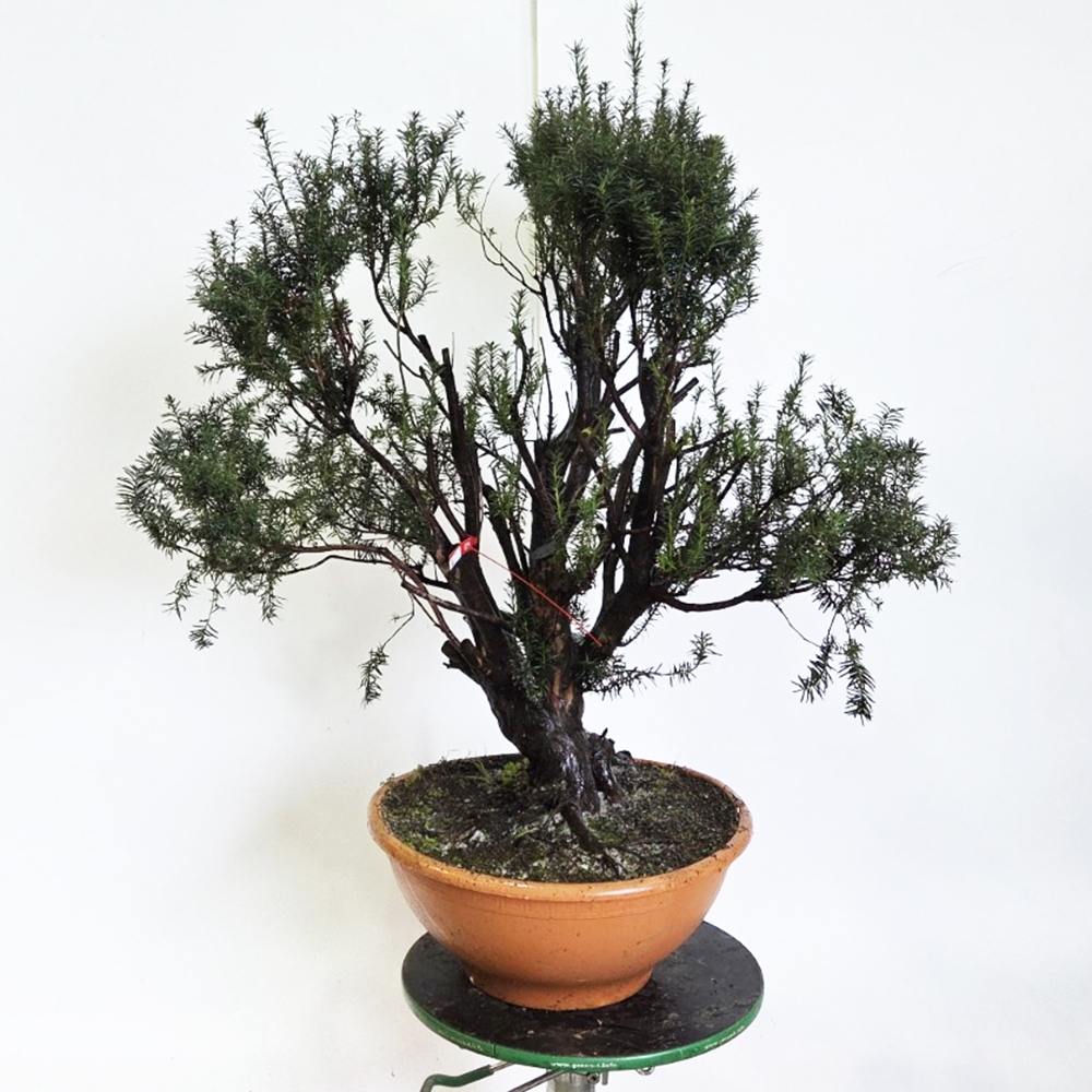 Outdoor bonsai Red Yew - Taxus bacata