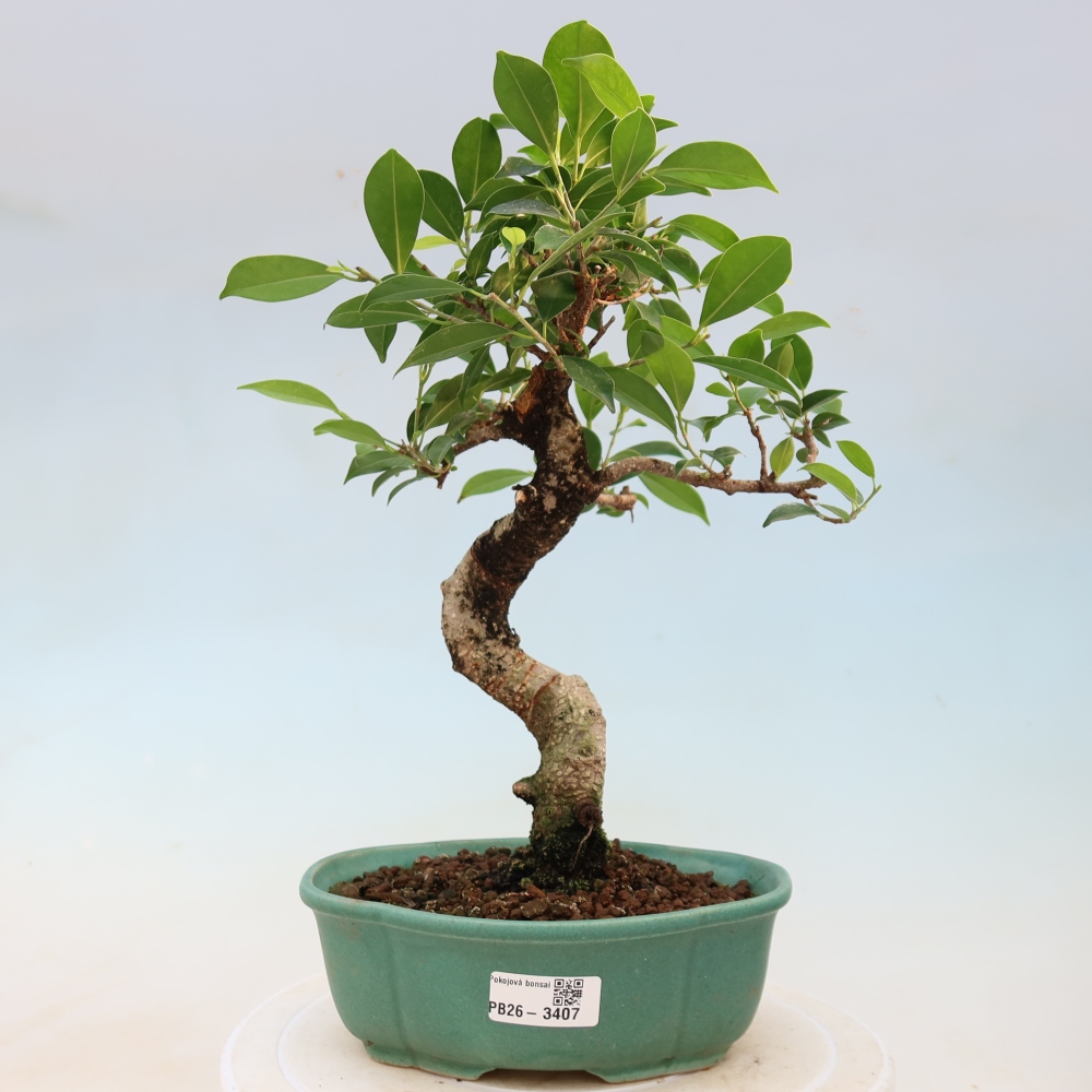 Room bonsai - Ficus kimmen - small-leaved ficus