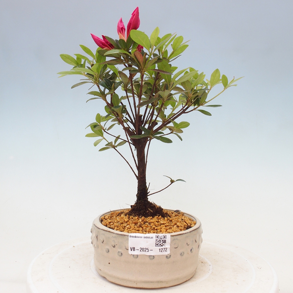 Outdoor bonsai - Japanese azalea - Azalea sp.