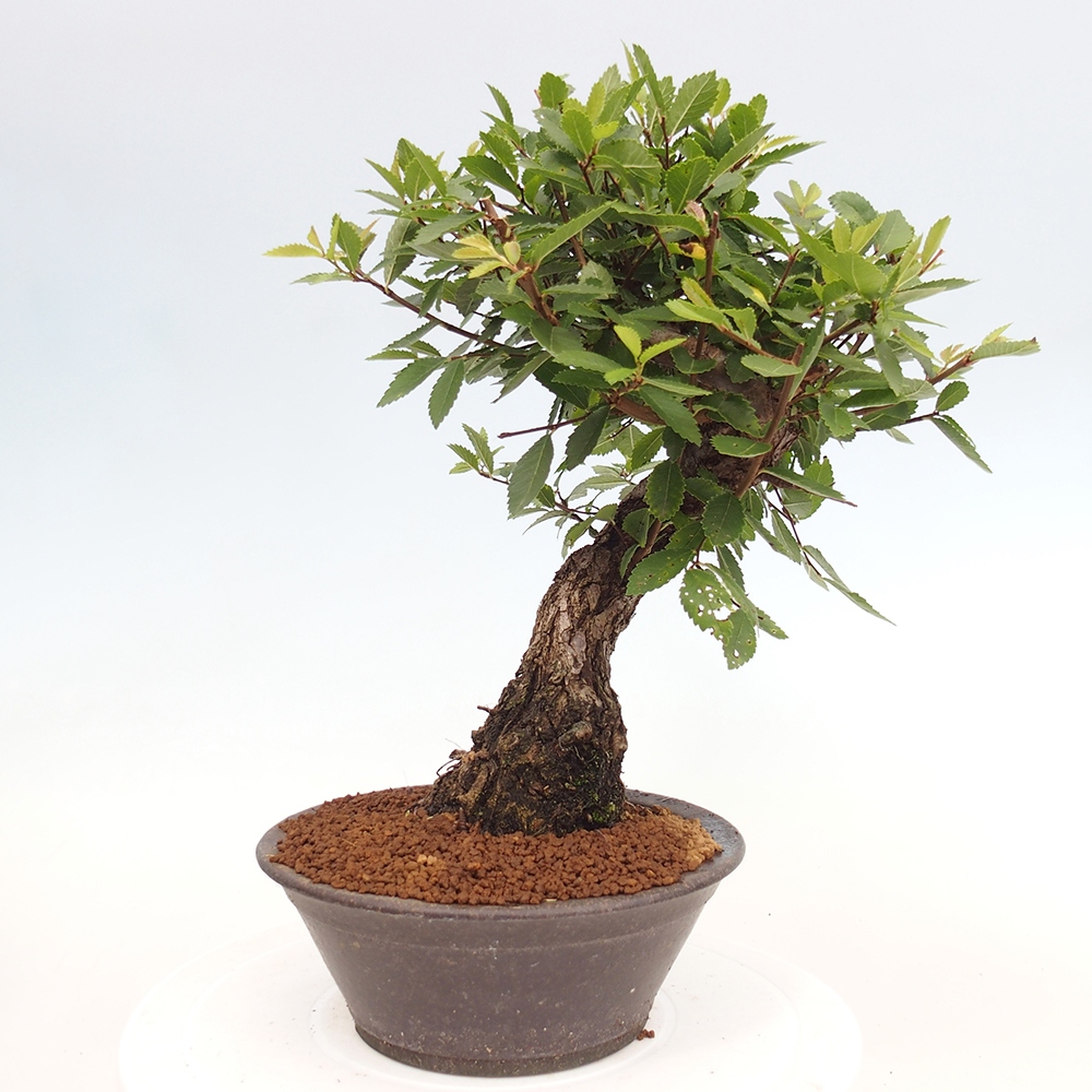 Outdoor bonsai - Zelkova - Zelkova serrata