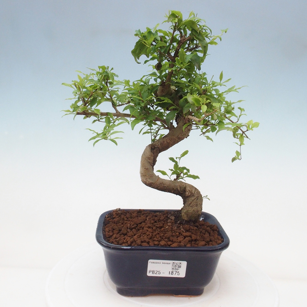 Indoor bonsai -Ligustrum chinensis - Bird's beak