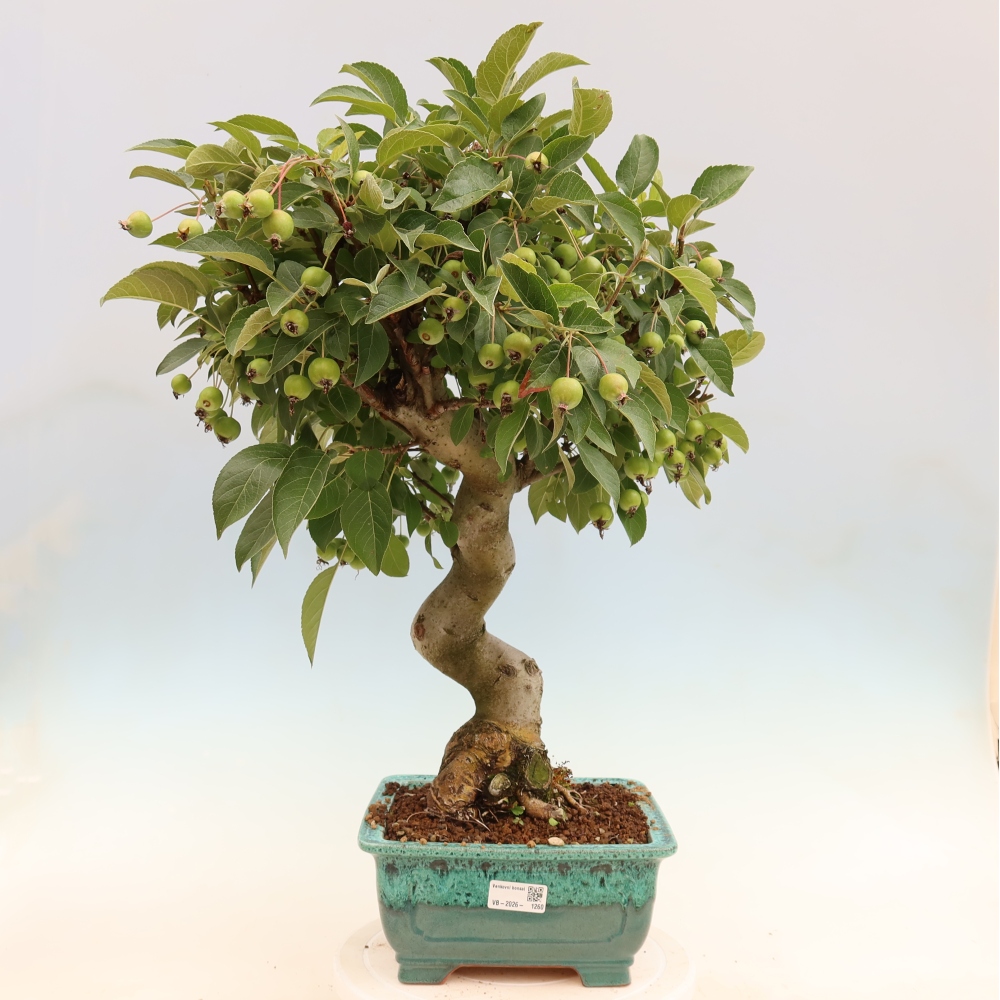 Outdoor bonsai -Malus halliana - Small-fruited apple tree