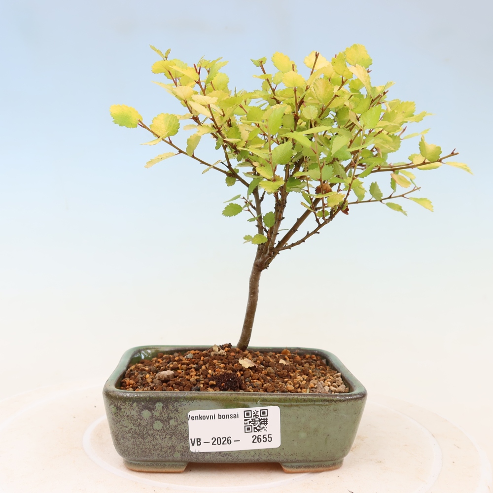 Outdoor Bonsai - Dwarf Birch - Betula NANA Golden Treasure