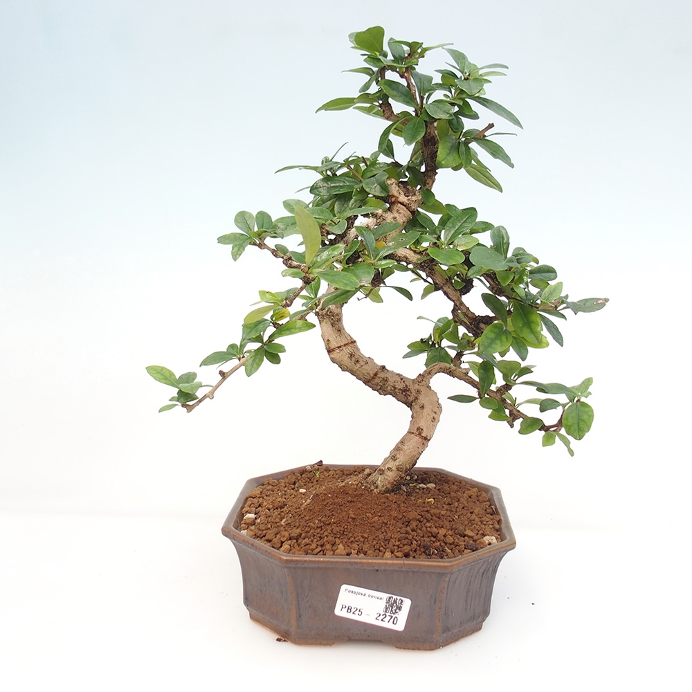 Room bonsai - Carmona macrophylla - Tea fuki