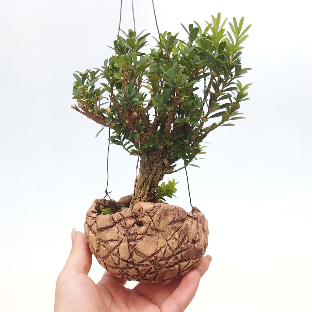 Kokedama in ceramics - Buxus harlandii - cork buxus