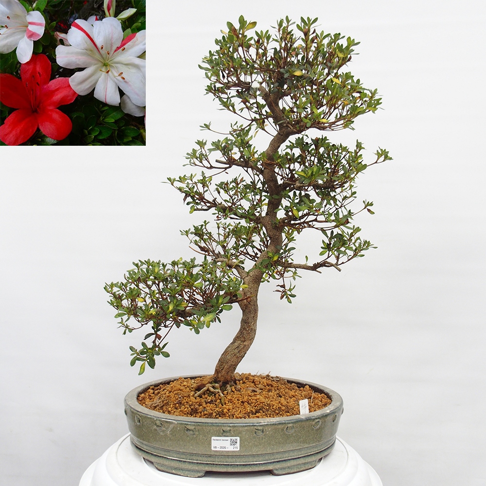 Outdoor bonsai - Japanese Azalea - Azalea Nishikie
