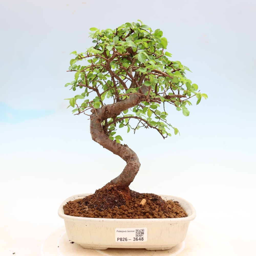 Room bonsai - Ulmus parvifolia - Small-leaved elm