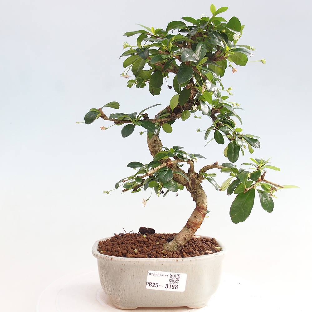Indoor bonsai - Carmona macrophylla - Fuki tea