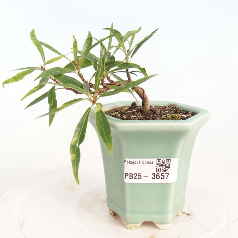 Room bonsai - Ficus nerifolia - small-leaved ficus