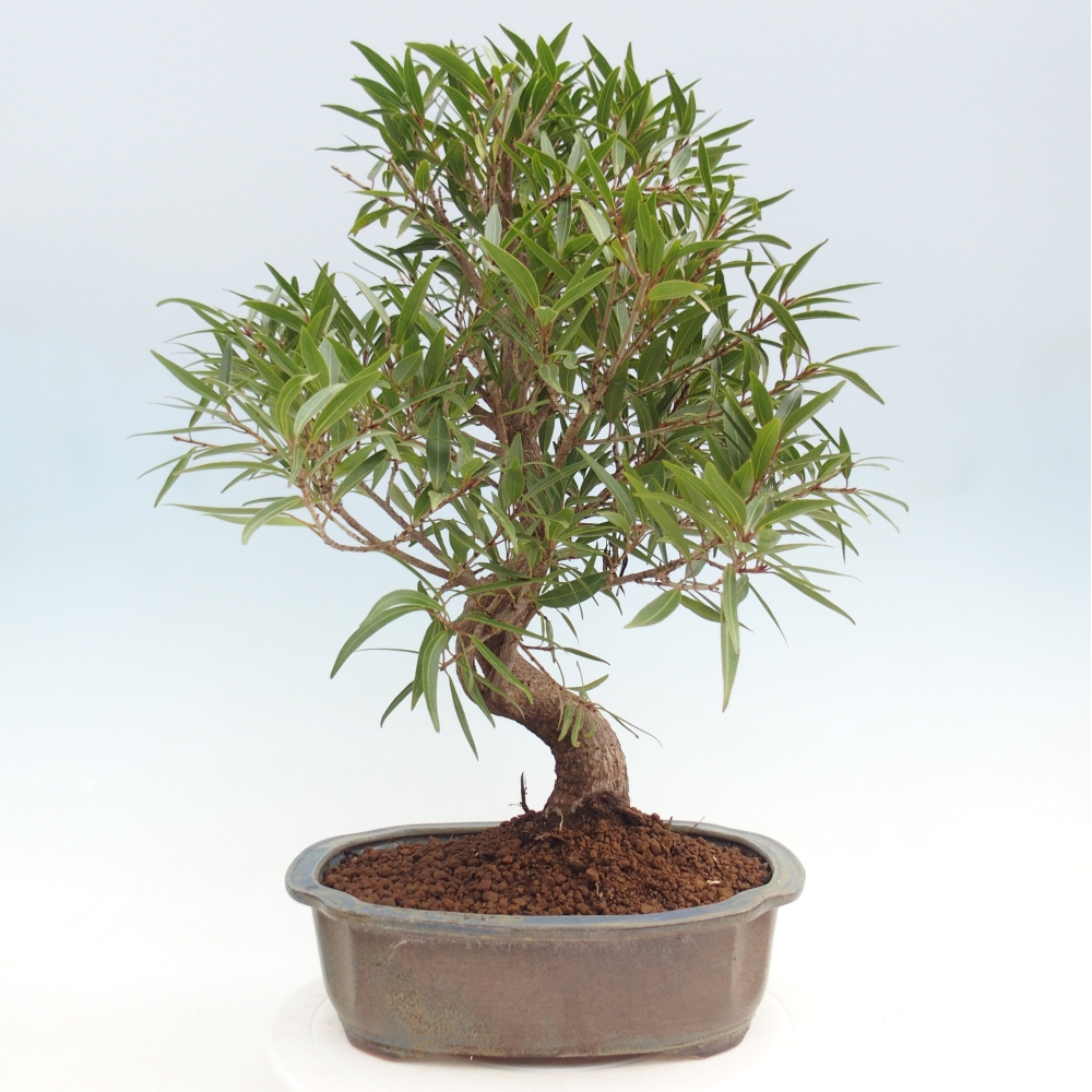 Room bonsai - Ficus nerifolia - small-leaved ficus