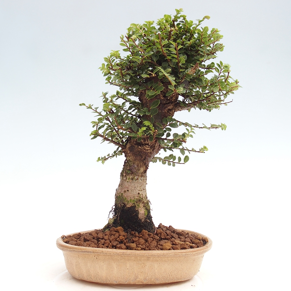 Outdoor bonsai - Ulmus parvifolia Hokkaido - Chinese elm