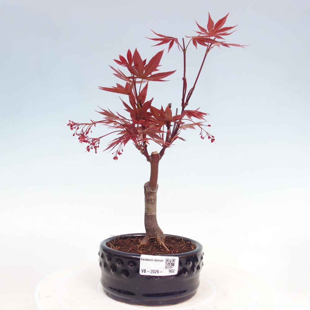 Outdoor bonsai - Acer palm. Atropurpureum-Palmleaf Maple