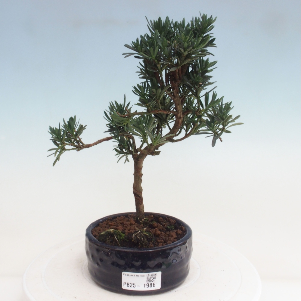 Indoor bonsai - Podocarpus - Stone thous