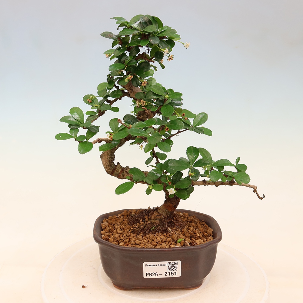 Room bonsai - Carmona macrophylla - Tea fuki