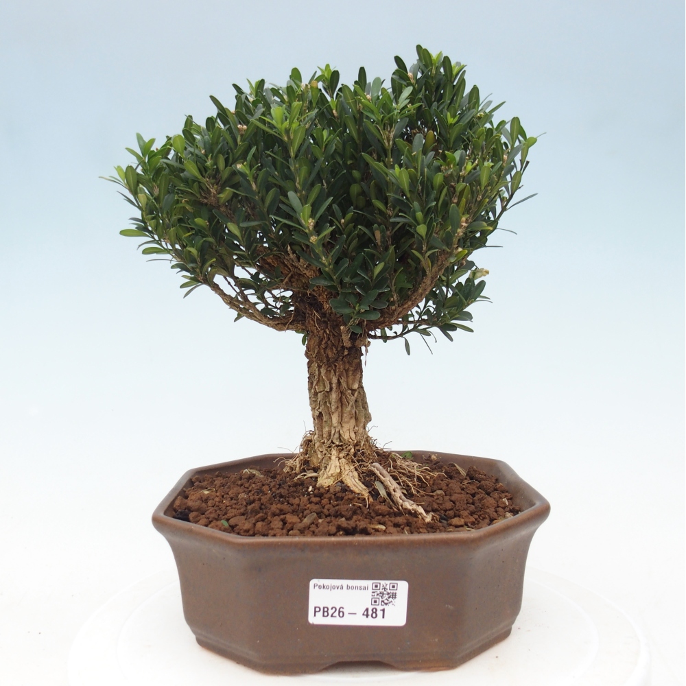 Room bonsai - Buxus harlandii - cork buxus