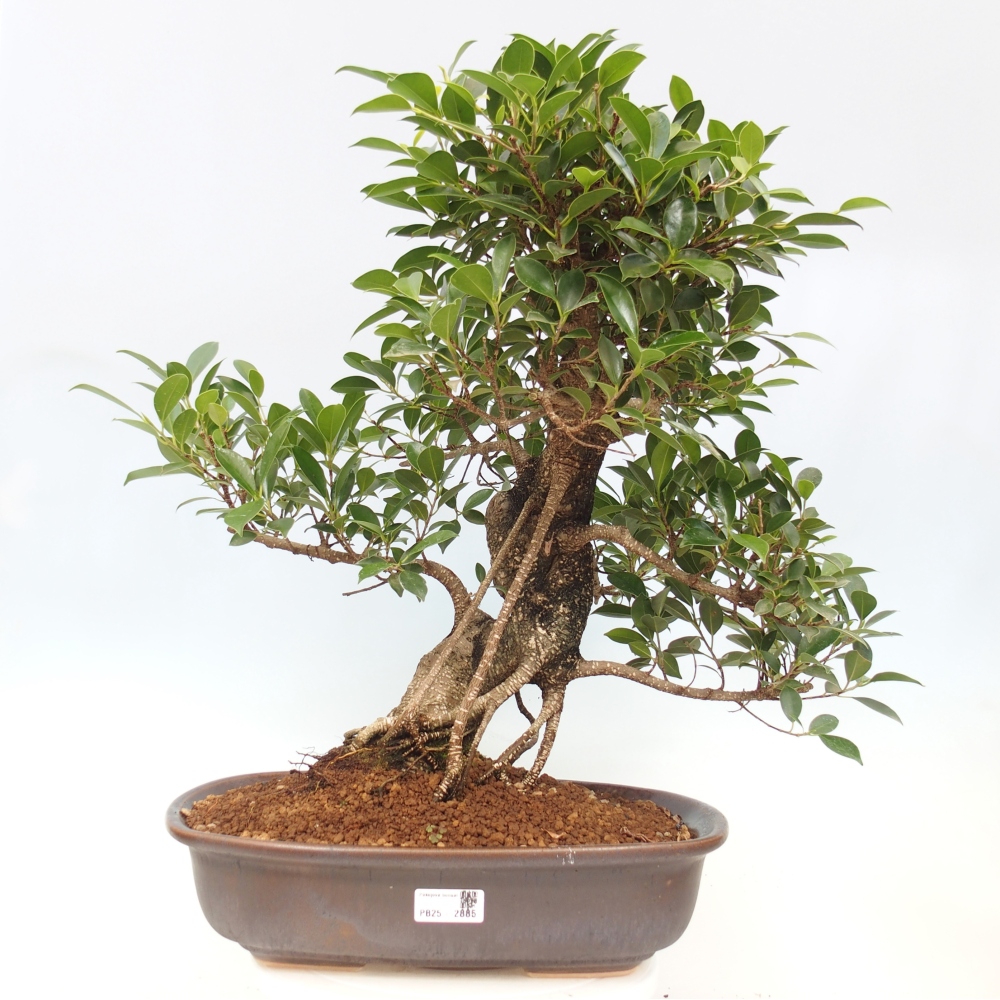 Room bonsai - Ficus kimmen - small-leaved ficus - PERSONAL COLLECTION ONLY or pallet transport