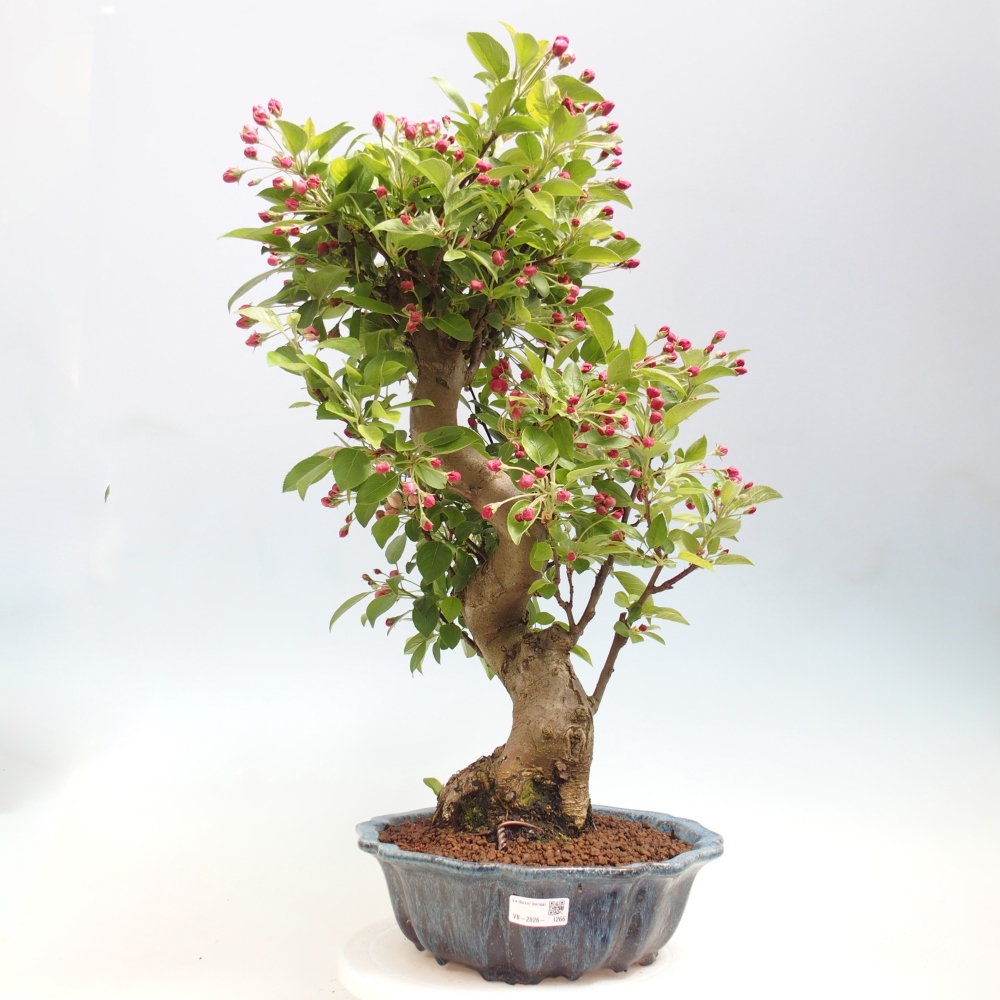 Outdoor bonsai -Malus halliana - Small-fruited apple tree