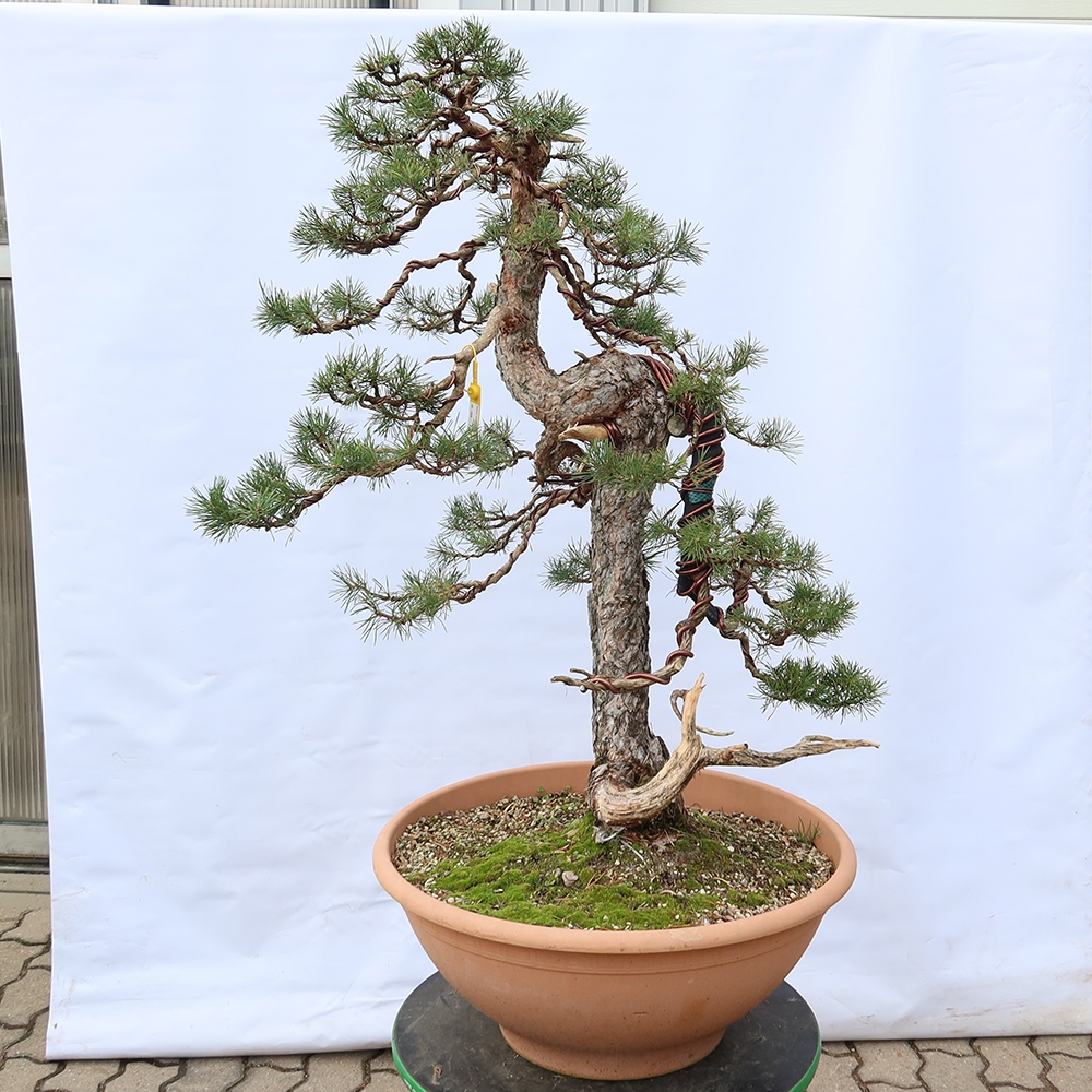 Pinus sylvestris Spain - Scots pine